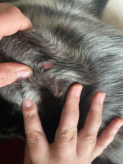 Hautausschlag-Beitrag-Bild