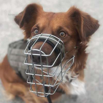 Hundetreffen-Trainingspartner gesucht-Bild