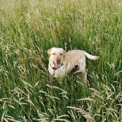 Hundetreffen-Spielen-Bild