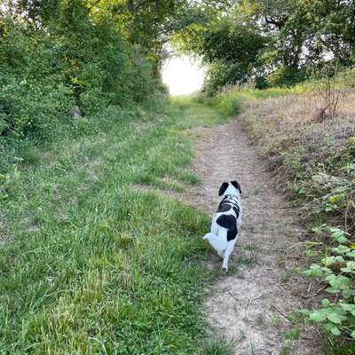 Hundetreffen-Wandern rund um mayen Koblenz-Bild