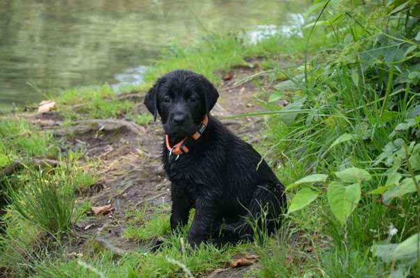 Dogorama-Monats-Challenge-Mai "Wasser"-Beitrag-Bild