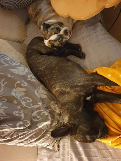 Französische Bulldoggen-Beitrag-Bild