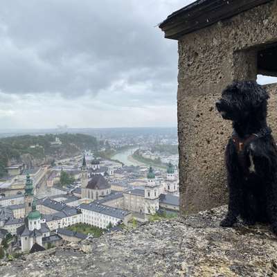 Hundetreffen-Gassirunde-Bild