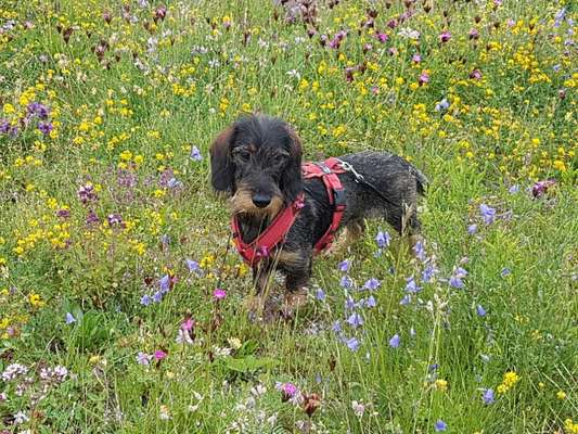 Die Dogorama Monats Challenge "Es grünt und blüht"-Beitrag-Bild
