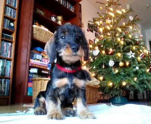 Welpen Bilder !-Beitrag-Bild