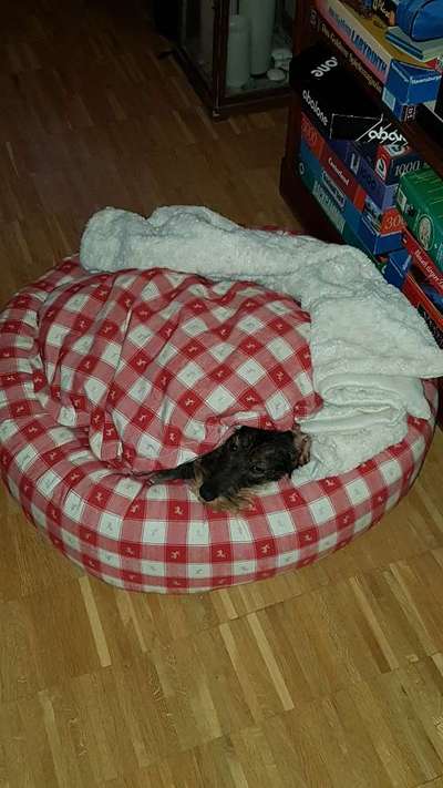 Körbchen / Hundebett-Beitrag-Bild