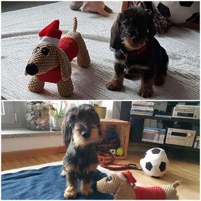 Welpen Bilder !-Beitrag-Bild