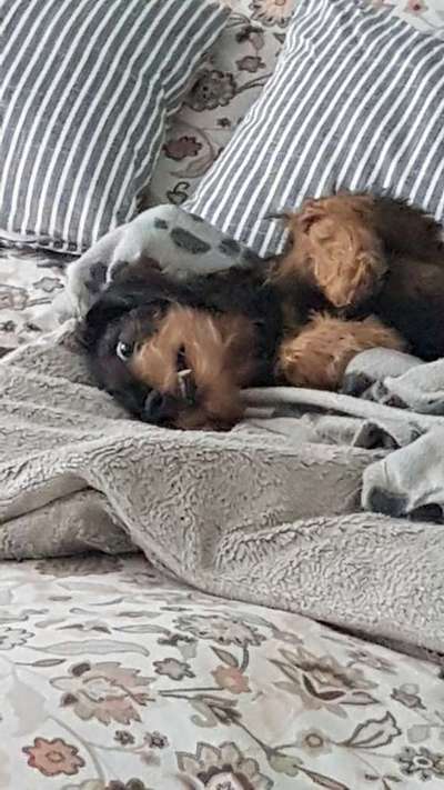 Zeigt mir die lustigsten Schlafpositionen eurer Fellnasen-Beitrag-Bild