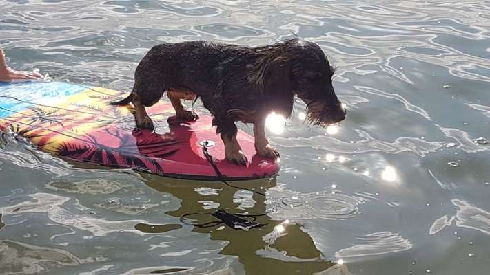 Die Dogorama Wochen Challenge: “Dein Hund im Urlaub”-Beitrag-Bild