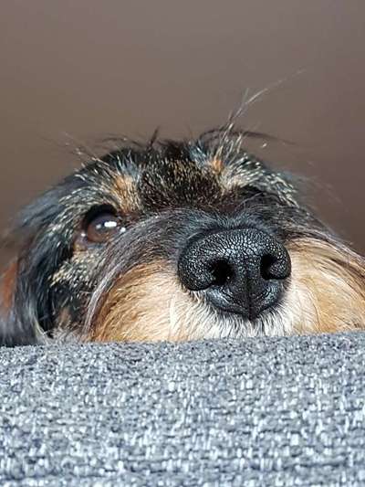 Zeigt her eure Hundenasen-Beitrag-Bild