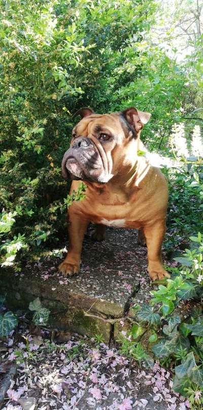 Die Dogorama Monats Challenge "Es grünt und blüht"-Beitrag-Bild