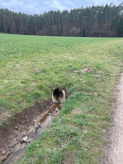 Giftköder-Fuchskadaver im Wassergraben-Bild