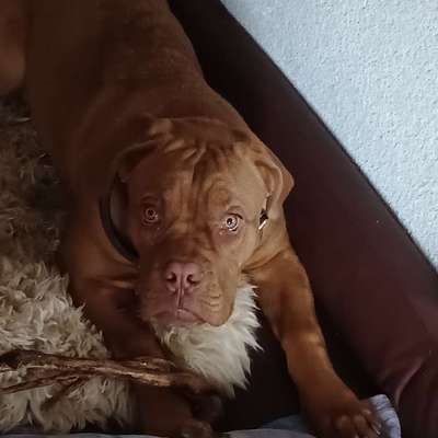 Hundetreffen-Gassi gehen mit Hunden aller Altersklassen-Bild