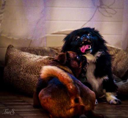 Zeigt eure verrücktesten Hundebilder-Beitrag-Bild