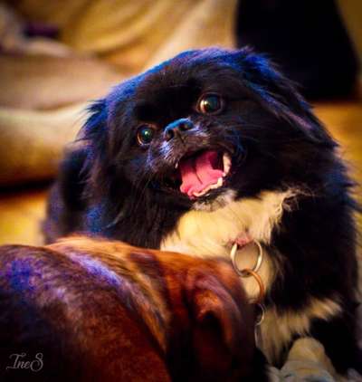 Zeigt eure verrücktesten Hundebilder-Beitrag-Bild