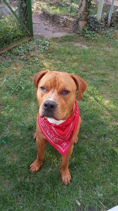 Die Dogorama Kalender Challenge 4/4-Beitrag-Bild