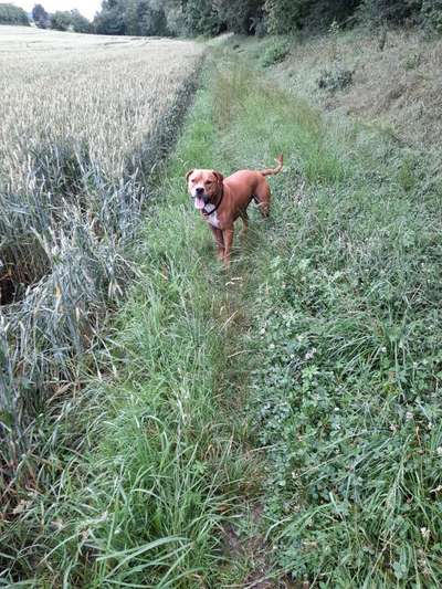 Hundetreffen-Spiel freunde-Bild