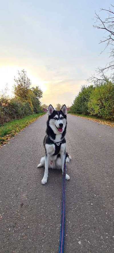 Husky-Beitrag-Bild