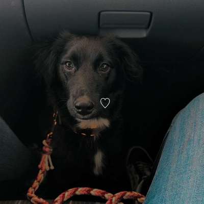 Hundetreffen-Gemeinsamer Spaziergang/Spieltreff-Bild