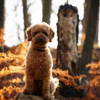 Hundetreffen-Suche ruhige Hunde für gemeinsame Spaziergänge-Bild