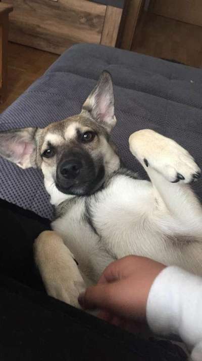 Seltene Rassen!-Beitrag-Bild