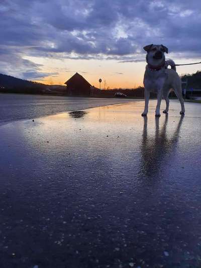 Die wunderschöne Welt mit Hund.-Beitrag-Bild