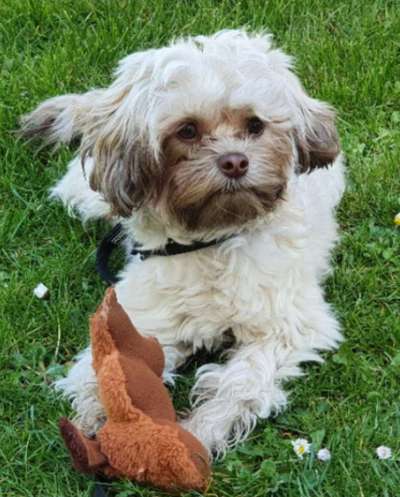 Seltene Rassen!-Beitrag-Bild