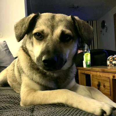 Wo sind die Jack und Parson Russell Terrier?-Beitrag-Bild