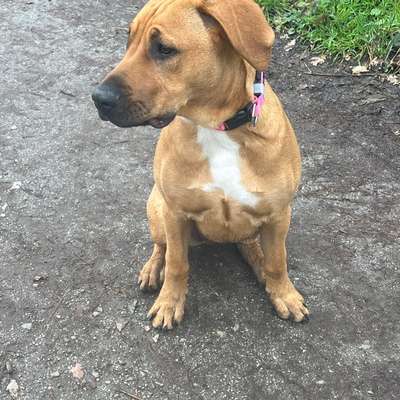 Hundetreffen-Gassi Treff, toberunden-Bild