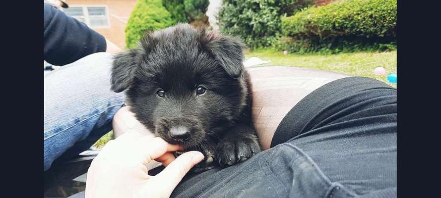 Welpen Bilder !-Beitrag-Bild