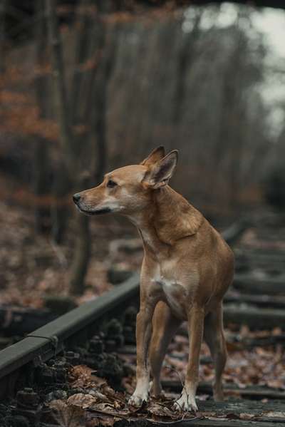 Hundetreffen-Social Walk / Gassirunde / Playdate-Bild