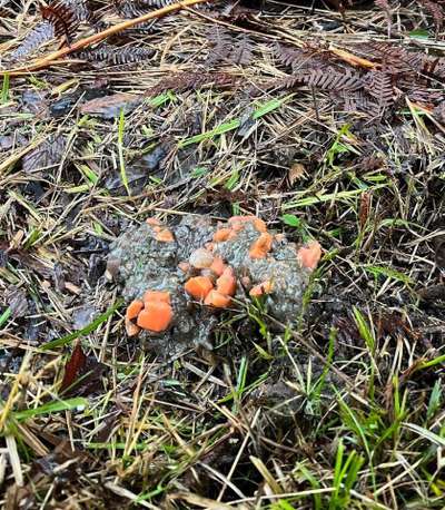 Giftköder-Giftköder beim Teich nähe Waldhütte-Bild
