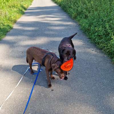 Hundetreffen-Sheila und Amelie suchen neue Spielfreunde und gemeinsam Gassi gehen-Bild