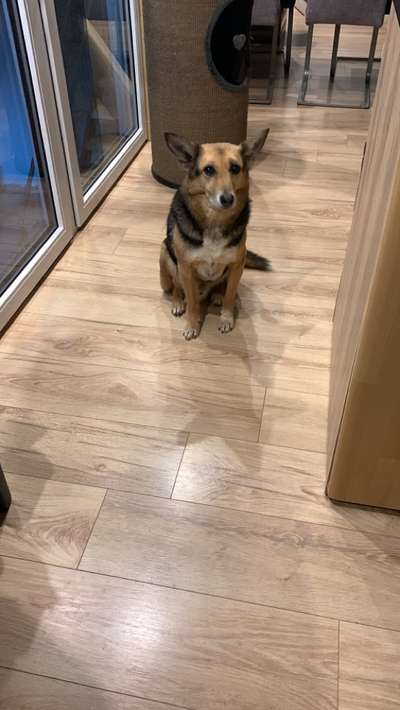 Wo sind die Mischlinge?-Beitrag-Bild