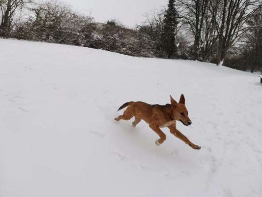 Challenge Nr. 16         Dynamik - Dein Hund in Bewegung-Beitrag-Bild