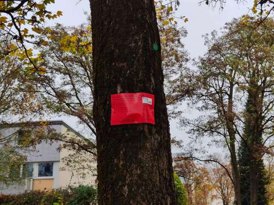 Giftköder-Rattengift, nähe Mülleimer und Umgebung-Bild