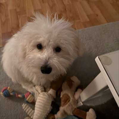 Hundetreffen-Spielkumpels-Bild