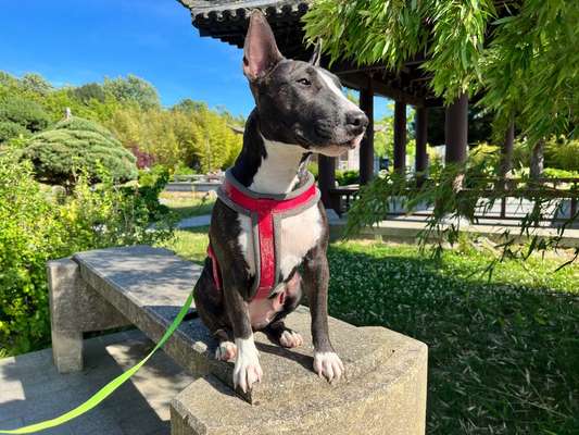 Dogorama Photo Challenge - Portrait-Beitrag-Bild