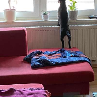 Wie kann ich wachsames Verhalten umlenken?-Beitrag-Bild