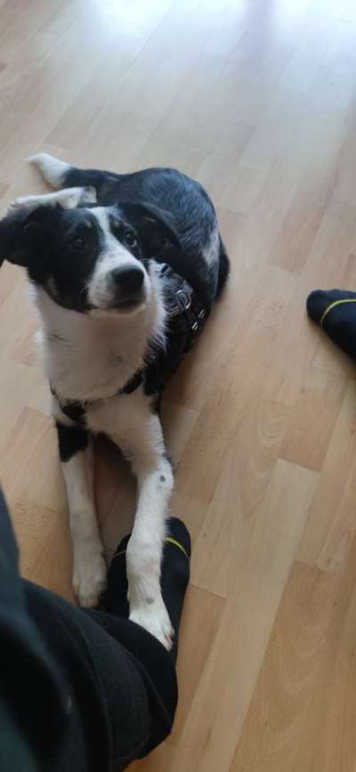 Hunde aus dem Tierschutz: Bulgarien-Beitrag-Bild