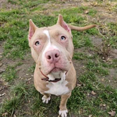 Hundetreffen-Trainingspartner gesucht 🐾-Bild