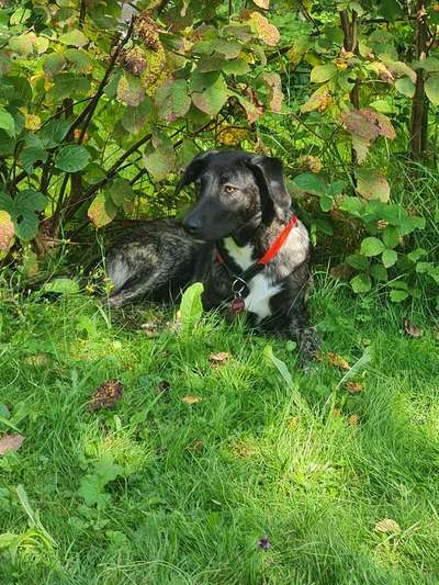 Hunde vom Tierschutzverein 🐕♥️-Beitrag-Bild