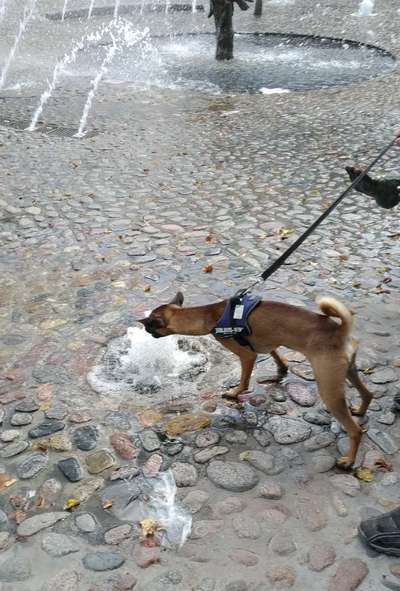 Dogorama-Monats-Challenge-Mai "Wasser"-Beitrag-Bild