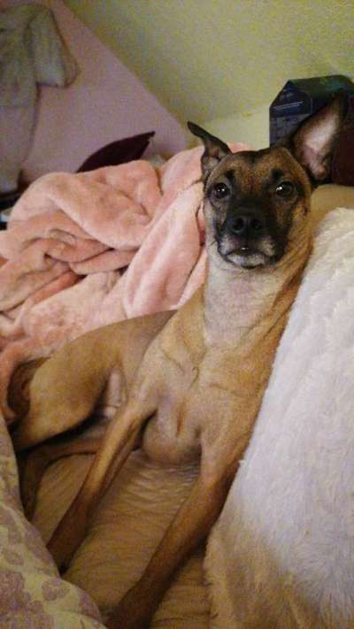 CHALLENGE NR. 19 - Der Hundeblick-Beitrag-Bild