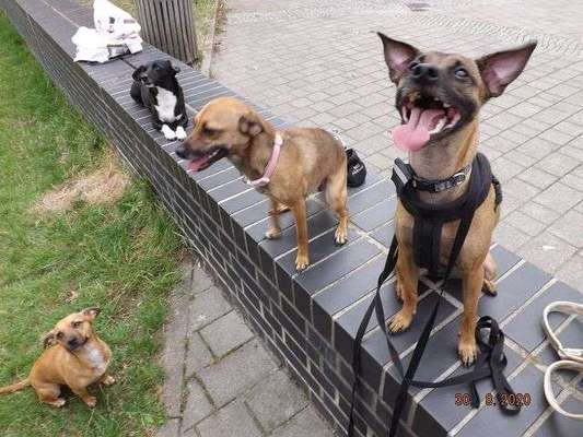 Bester Freund, Hundekumpel - zeigt her!-Beitrag-Bild