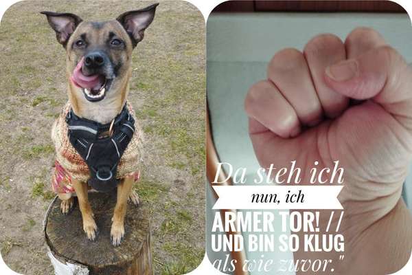 Wie heißt dein Hund?-Beitrag-Bild