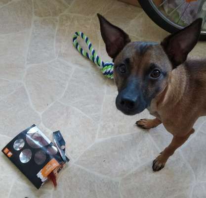 Challenge Nr. 20 - Mein Hund, der Dieb-Beitrag-Bild