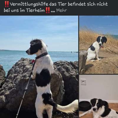 Giftköder-Giftköder-Bild