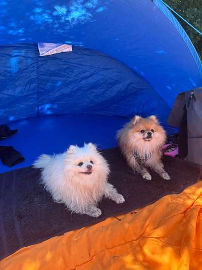 Hundetreffen-Pom treffen-Bild