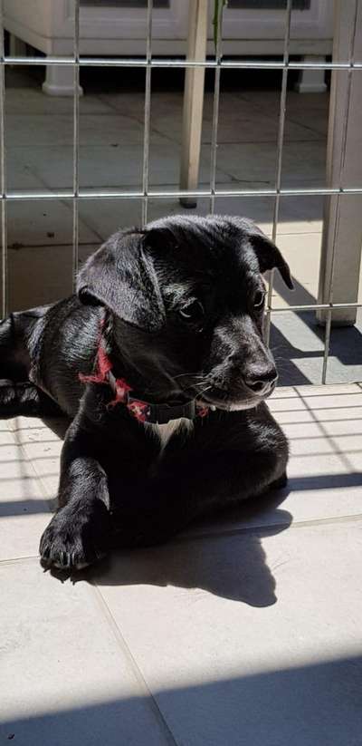 Welpen Bilder !-Beitrag-Bild